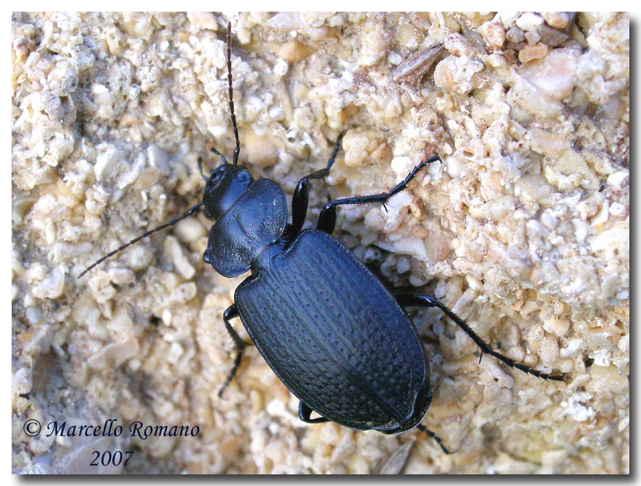 Licinus punctatulus e L. silphoides a confronto (Carabidae)